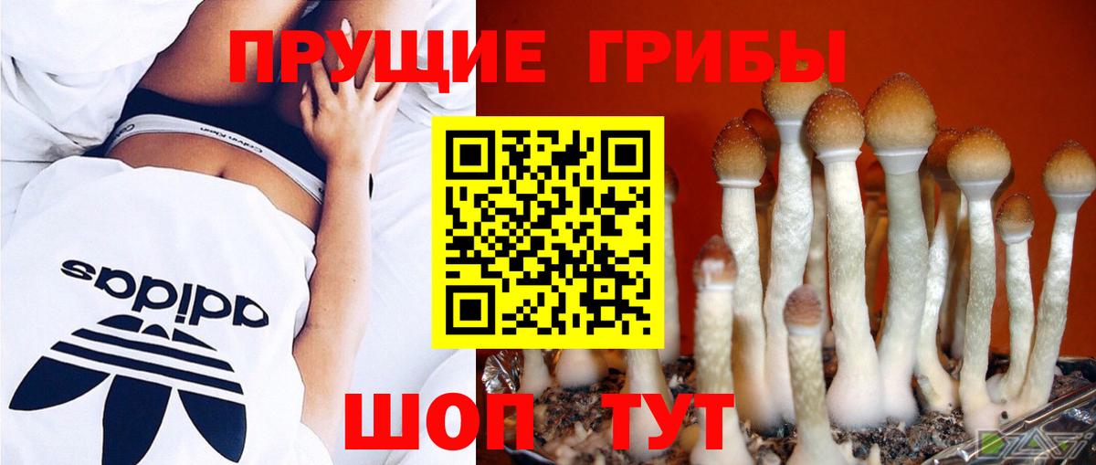 Прохладный  Псилоцибиновые грибы ЛСД  Псилоцибиновые грибы Magic Shrooms  Вход с VPN 